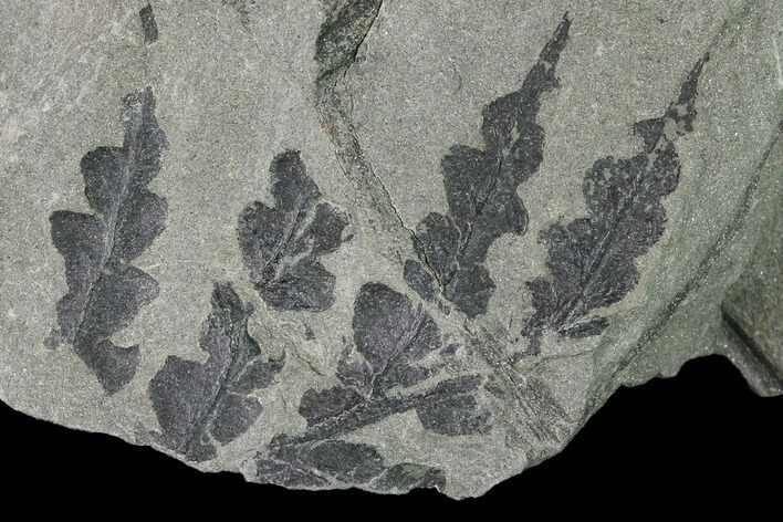 Pennsylvanian Fossil Fern (Mariopteris) Plate - Kentucky #142395